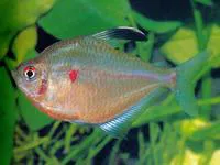 Spotfin tetra (Hyphessobrycon socolofi)