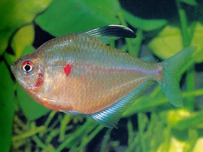 Spotfin tetra (Hyphessobrycon socolofi)