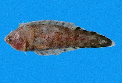 Spotfin tonguefish (Symphurus oligomerus)