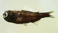 Spothead lantern fish (Diaphus metopoclampus)