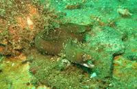 Spotjaw moray (Gymnothorax mareei)