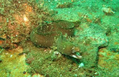Spotjaw moray (Gymnothorax mareei)