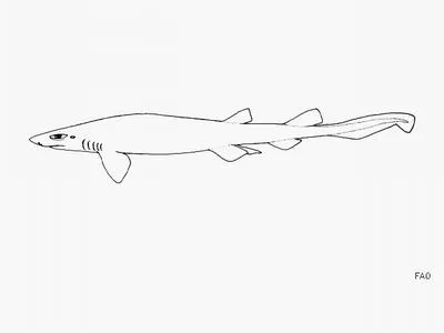 Spotless catshark (Bythaelurus immaculatus)