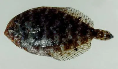 Spotless lefteye flounder (Arnoglossus aspilos)