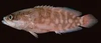 Spotless podge (Pseudogramma astigma)