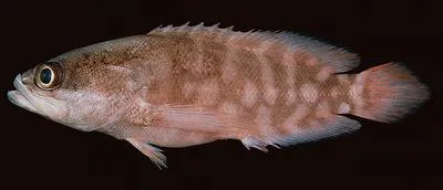 Spotless podge (Pseudogramma astigma)