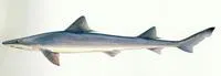Spotless smooth-hound (Mustelus griseus)