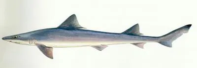 Spotless smooth-hound (Mustelus griseus)