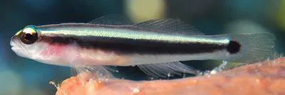 Spotlight goby (Elacatinus louisae)