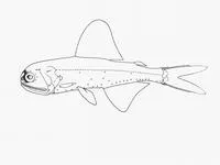 Spotlight lanternfish (Diaphus lucidus)