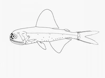 Spotlight lanternfish (Diaphus lucidus)