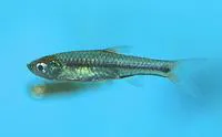 Spotlight rasbora (Rasbora beauforti)