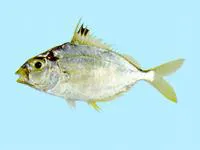 Spotnape ponyfish (Nuchequula nuchalis)