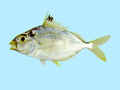 Spotnape ponyfish (Nuchequula nuchalis)
