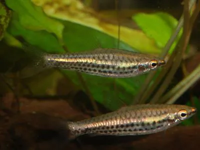 Spotstripe pencilfish (Nannostomus britskii)
