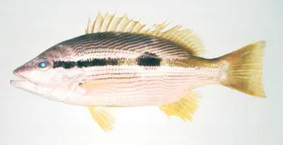 Spotstripe snapper (Lutjanus ophuysenii)