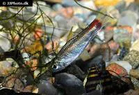 Spottail curimata (Curimatopsis evelynae)