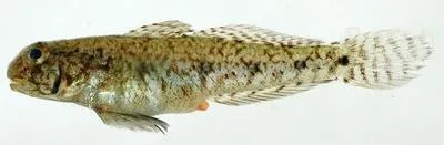 Spottail goby (Ctenogobius stigmaturus)