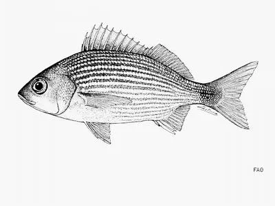 Spottail grunt (Haemulon maculicauda)