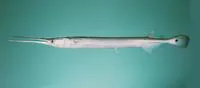 Spottail needlefish (Strongylura strongylura)