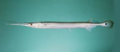 Spottail needlefish (Strongylura strongylura)