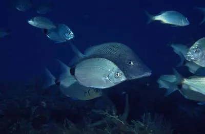 Spottail seabream (Diplodus holbrookii)