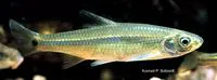 Spottail shiner (Notropis hudsonius)