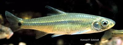 Spottail shiner (Notropis hudsonius)