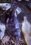Spottail spiny turbot (Psettodes belcheri)