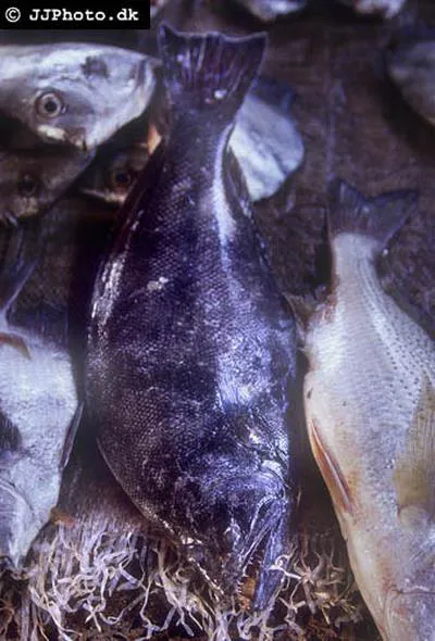 Spottail spiny turbot (Psettodes belcheri)