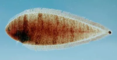 Spottail tonguefish (Symphurus urospilus)