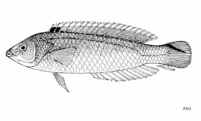 Spottail wrasse (Suezichthys caudavittatus)