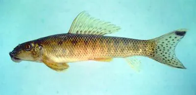 Spotted algae eater (Gyrinocheilus pennocki)