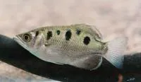 Spotted archerfish (Toxotes chatareus)