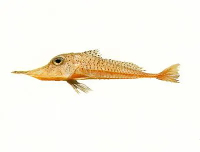 Spotted armoured-gurnard (Satyrichthys rieffeli)