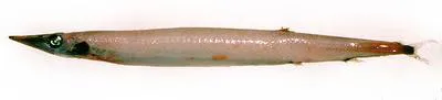 Spotted barracudina (Arctozenus risso)