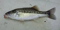 Spotted bass (Micropterus punctulatus)
