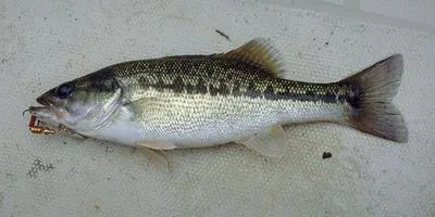 Spotted bass (Micropterus punctulatus)