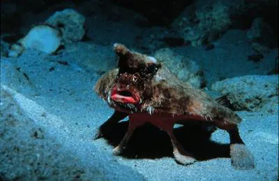 Spotted batfish (Ogcocephalus pantostictus)