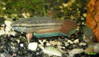 Spotted betta (Betta picta)
