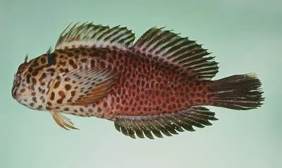 Spotted blenny (Cirripectes fuscoguttatus)