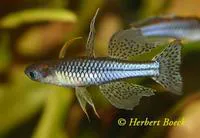 Spotted blue-eye (Pseudomugil gertrudae)