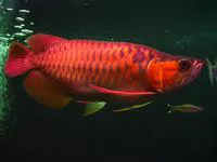 Super red/blood Indonesian arowana (Scleropages legendrei)