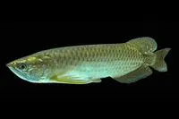 Spotted bonytongue (Scleropages leichardti)