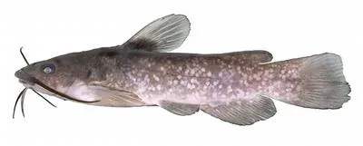 Spotted bullhead (Ameiurus serracanthus)