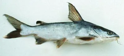 Spotted catfish (Arius maculatus)