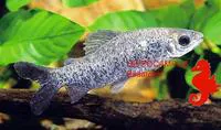 Spotted citharinid (Distichodus maculatus)