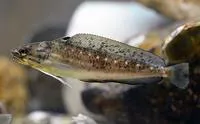 Spotted codling (Urophycis regia)
