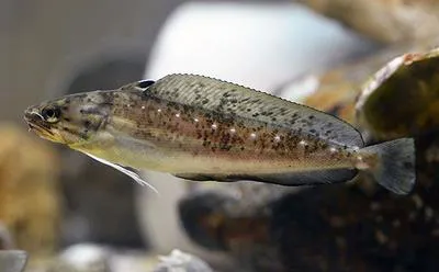 Spotted codling (Urophycis regia)