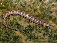 Spotted coolie / Eel loach (Pangio muraeniformis)